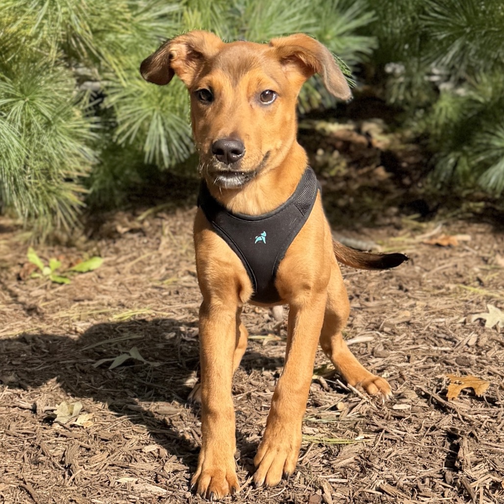 Copper Mixed Breed (Small)/Beagle Brown Bicolor