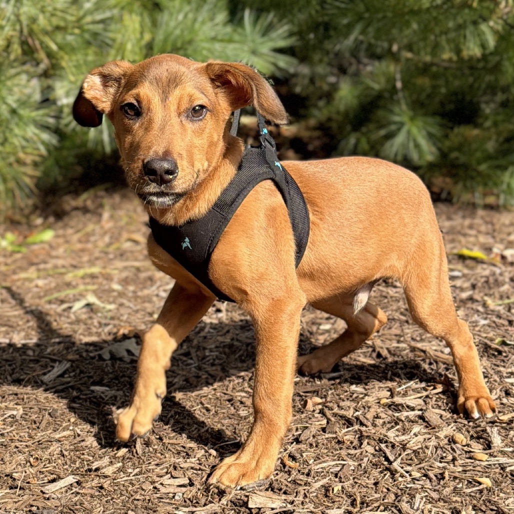 Copper Mixed Breed (Small)/Beagle Brown Bicolor