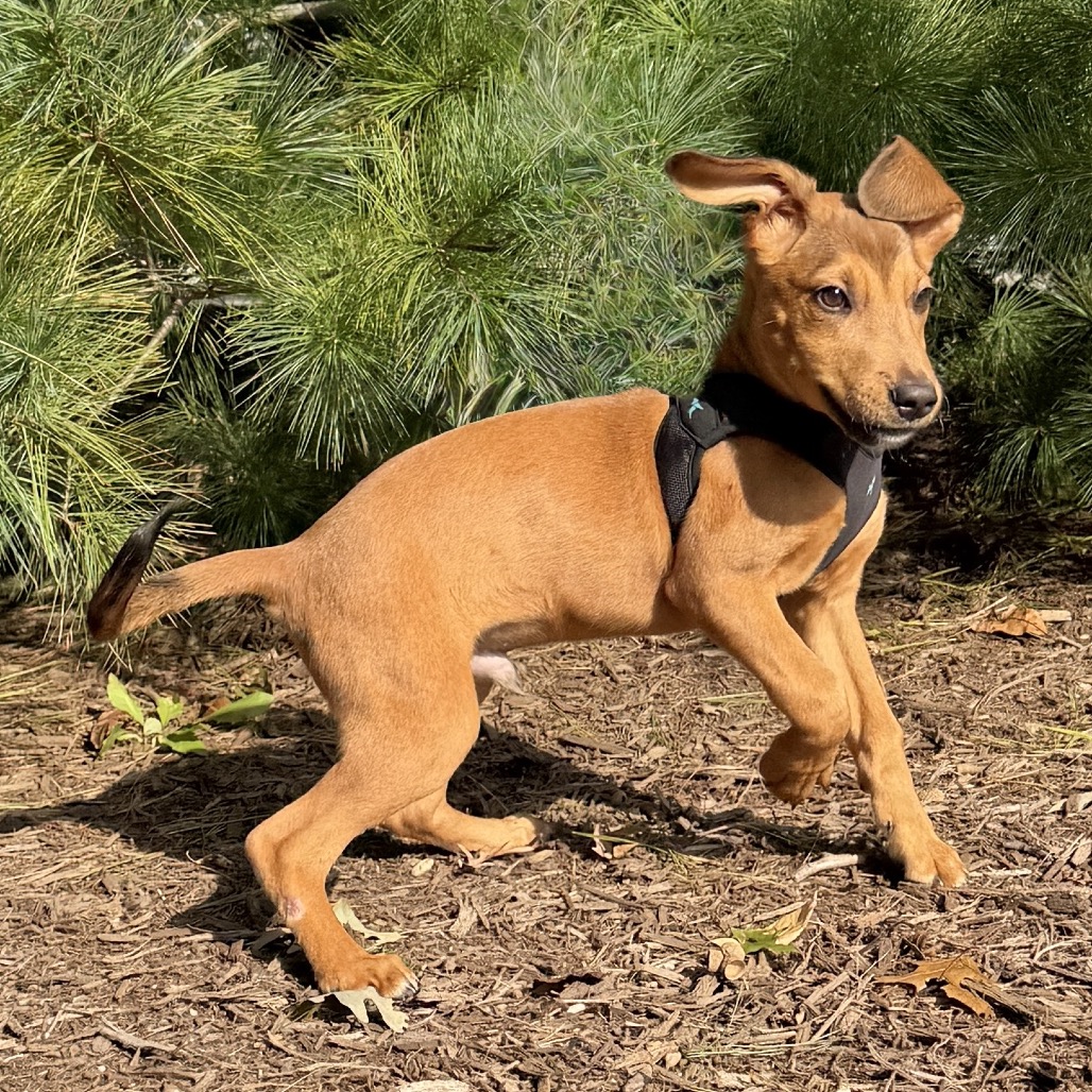 Copper Mixed Breed (Small)/Beagle Brown Bicolor