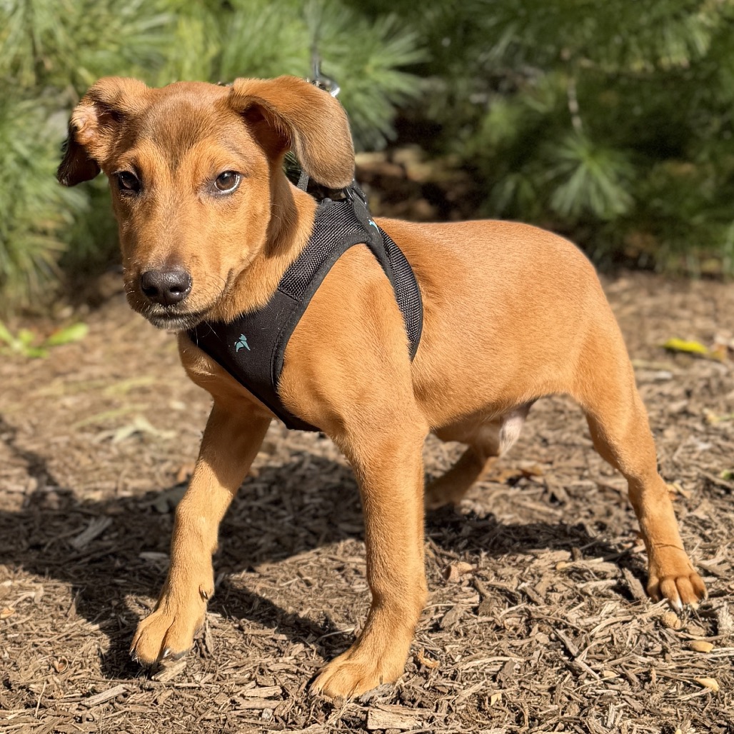 Copper Mixed Breed (Small)/Beagle Brown Bicolor