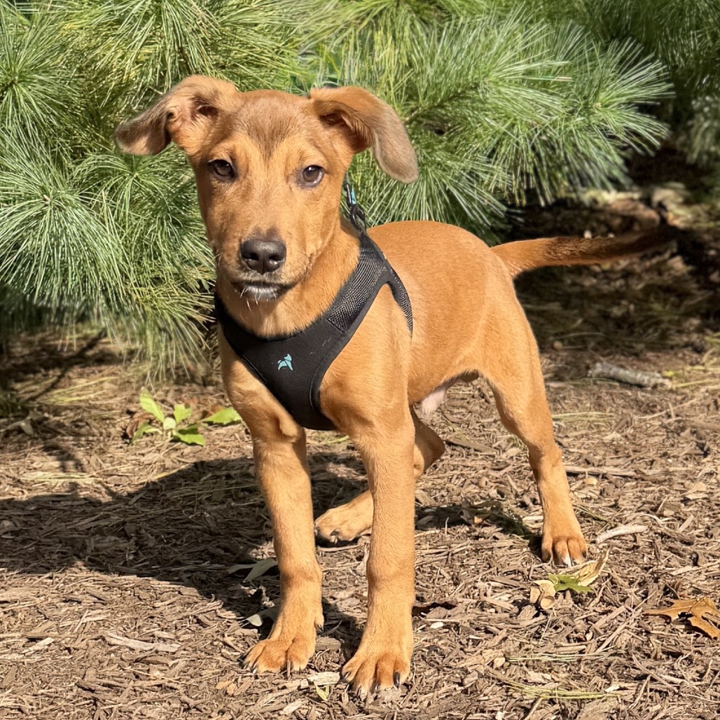 Copper