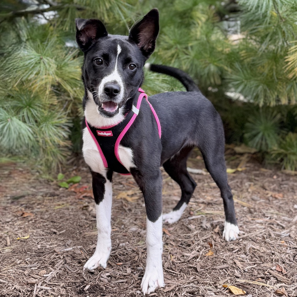 Daisy Terrier, American Pit Bull/Mixed Breed (Medium) Black/White 