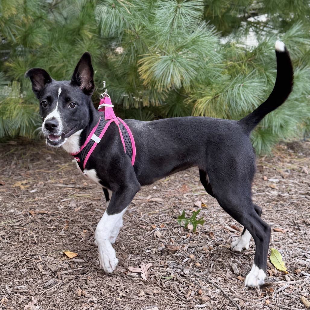 Daisy Terrier, American Pit Bull/Mixed Breed (Medium) Black/White 