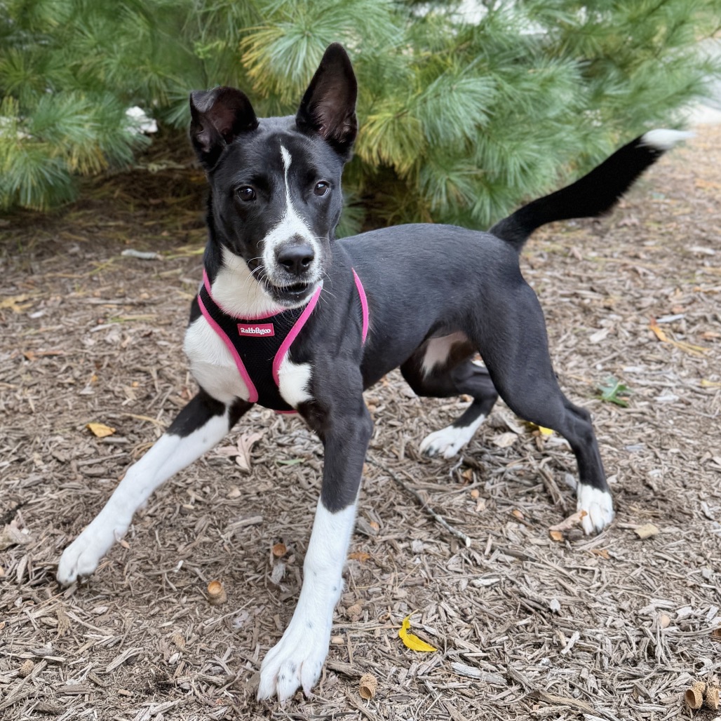 Daisy Terrier, American Pit Bull/Mixed Breed (Medium) Black/White 