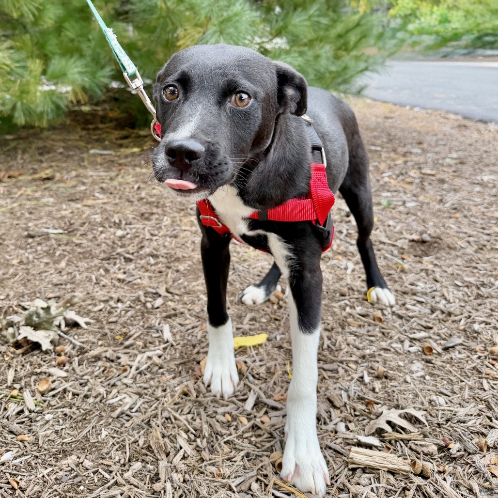 Gravy Hound/Mix Black/White Bicolor