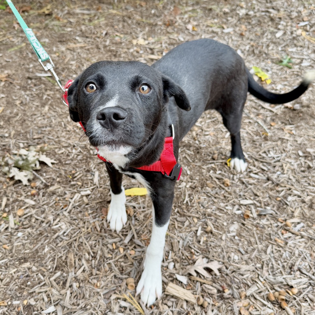 Gravy Hound/Mix Black/White Bicolor