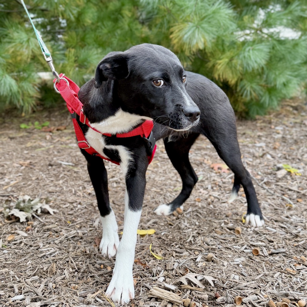 Gravy Hound/Mix Black/White Bicolor
