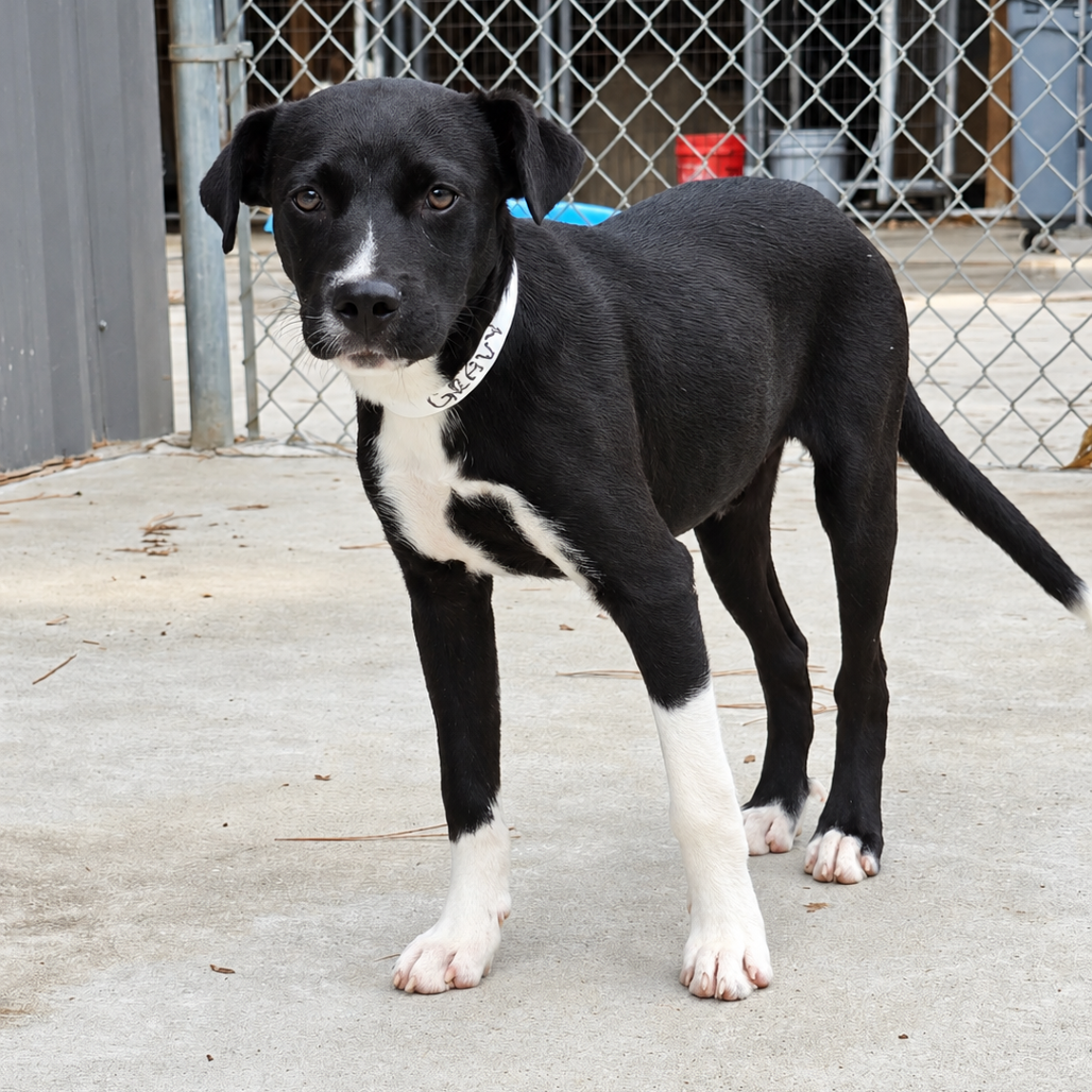Gravy Hound/Mix Black/White Bicolor