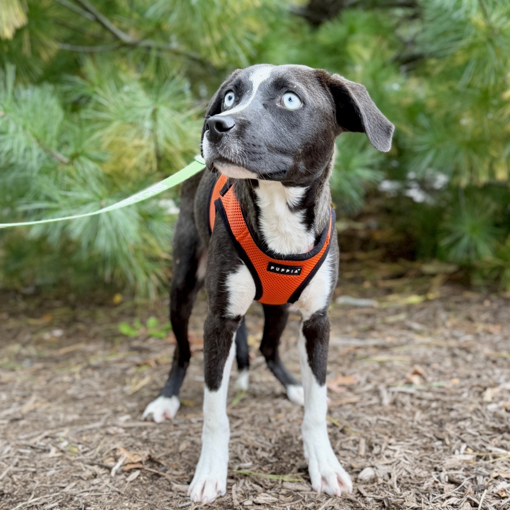 Biscuit Hound/Mix Black/White Bicolor