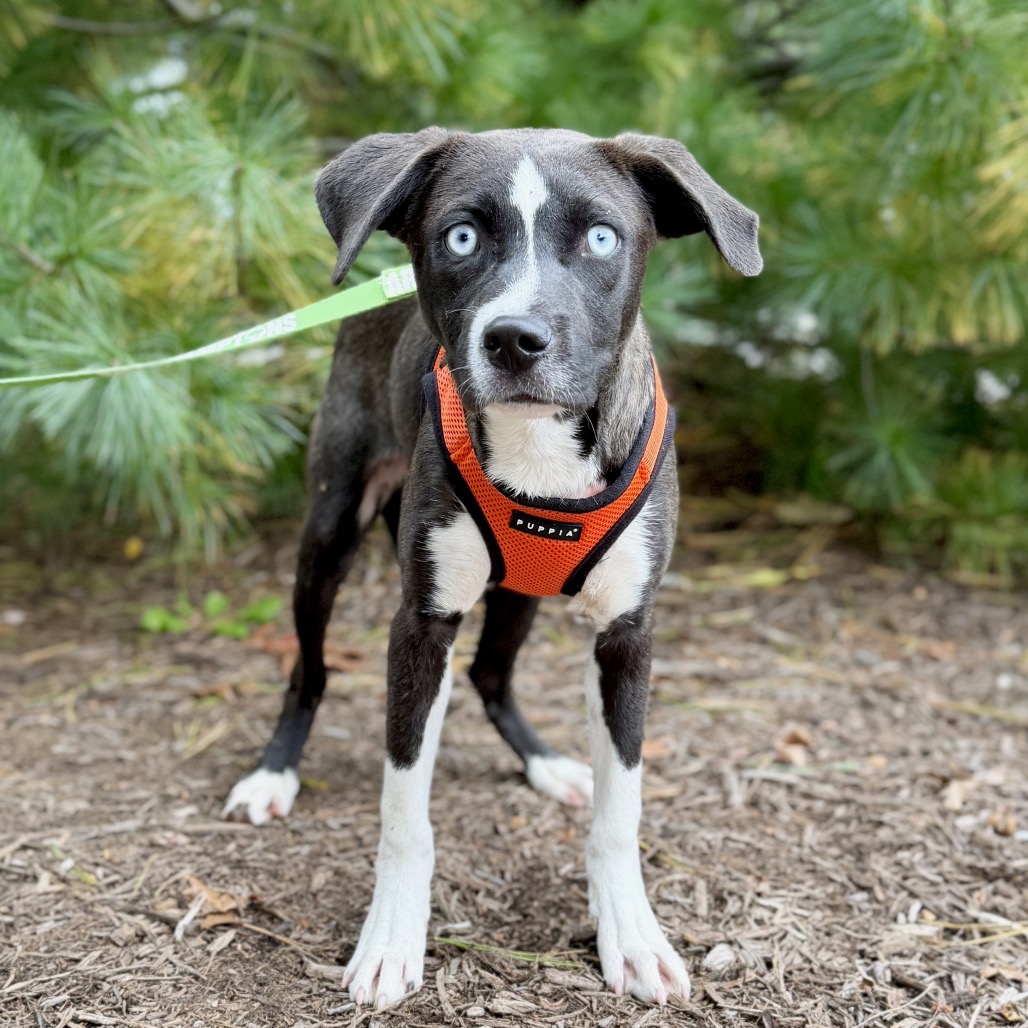 Biscuit Hound/Mix Black/White Bicolor