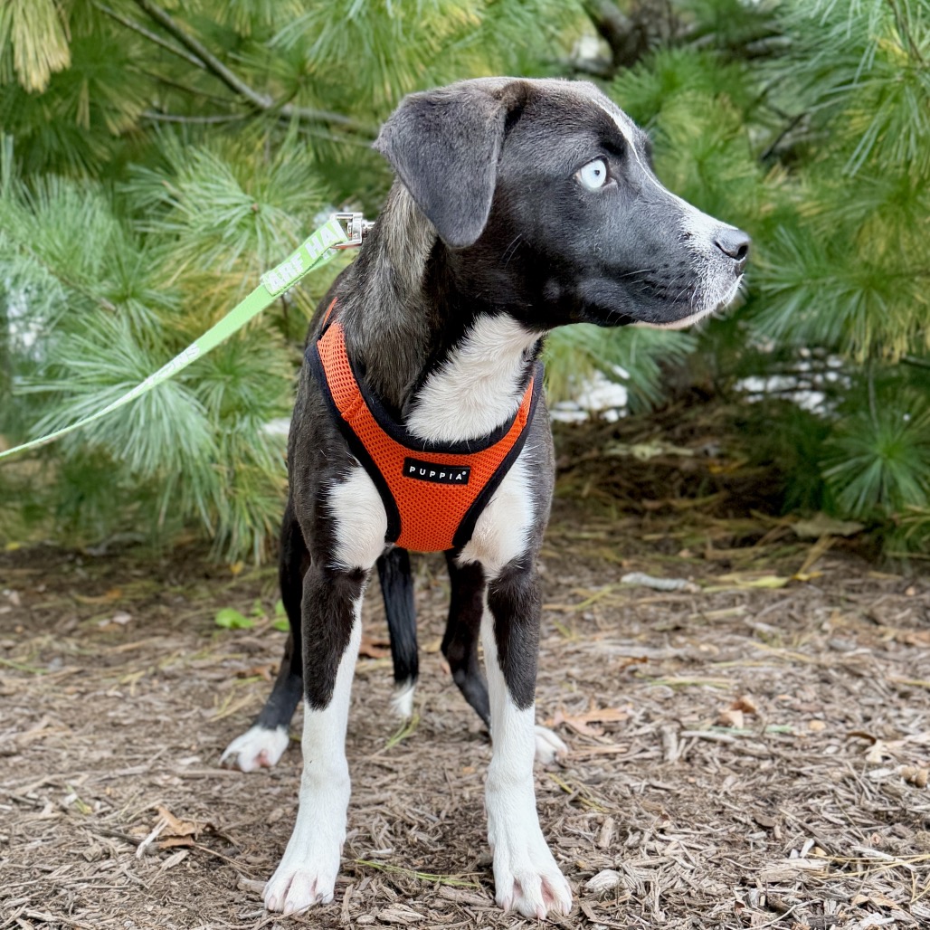 Biscuit Hound/Mix Black/White Bicolor