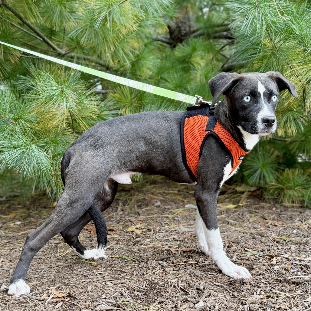 Biscuit Hound/Mix Black/White Bicolor