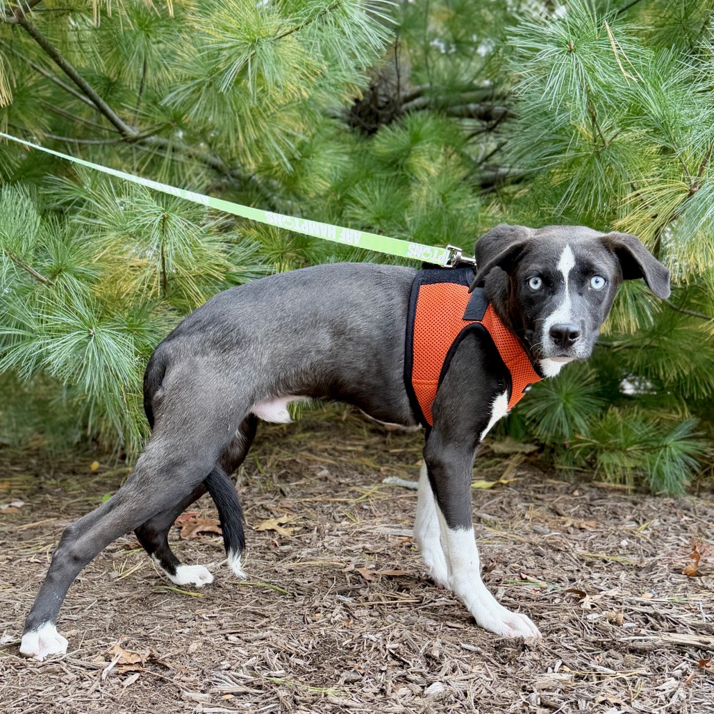 Biscuit Hound/Mix Black/White Bicolor