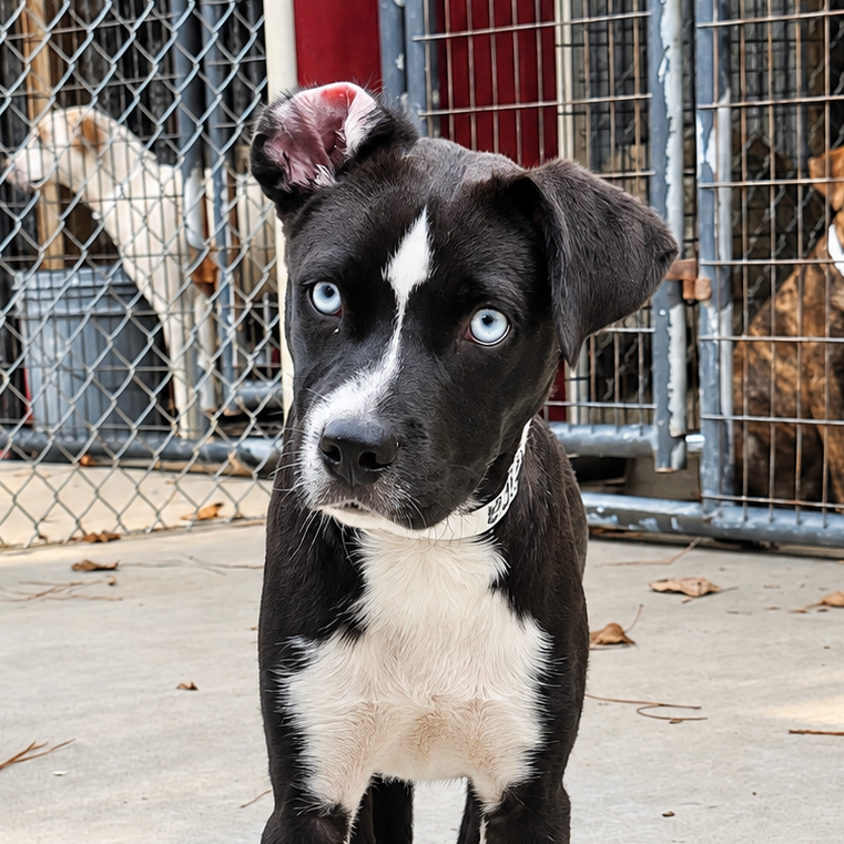 Biscuit Hound/Mix Black/White Bicolor