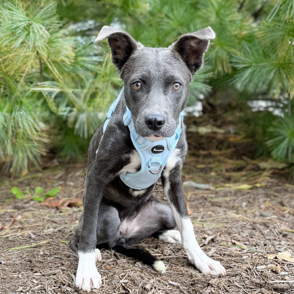 Cleo Hound/Terrier, Pit Bull Grey/White None
