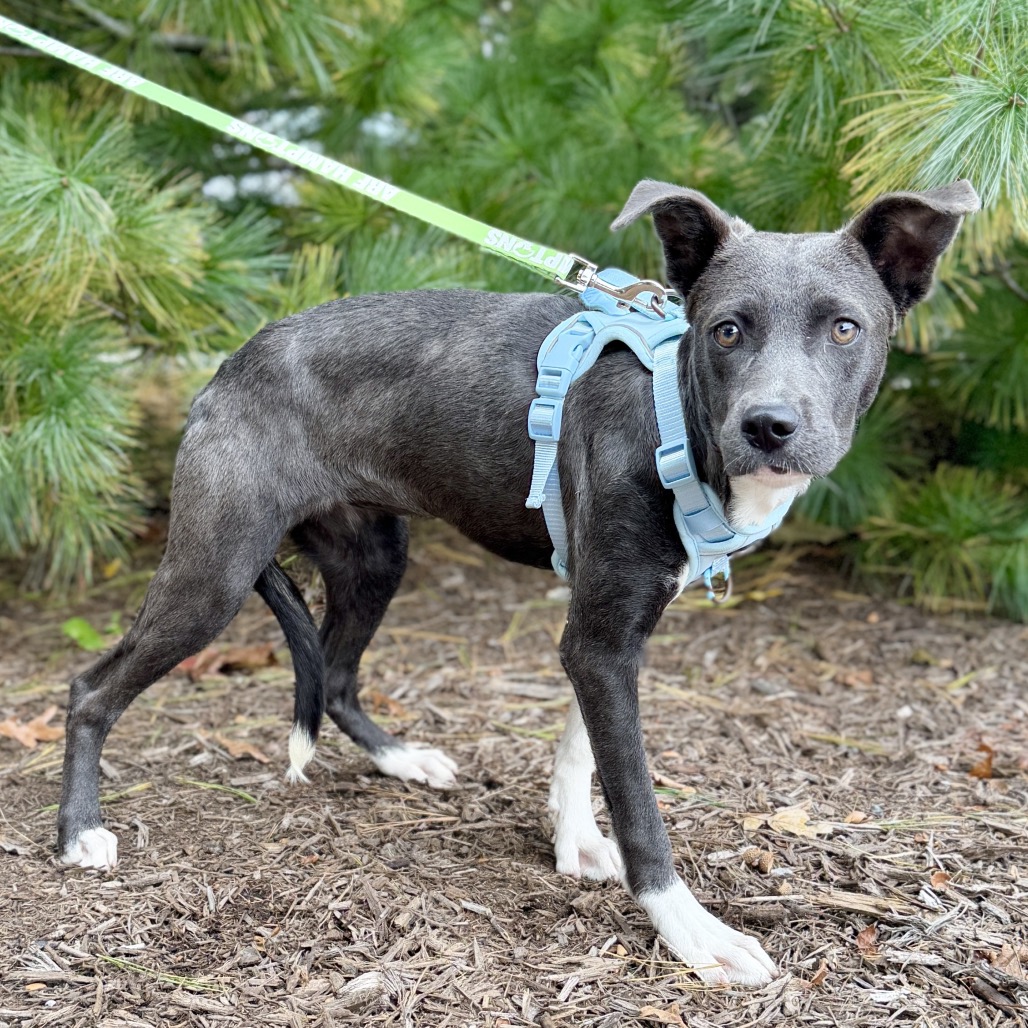 Cleo Hound/Terrier, Pit Bull Grey/White None