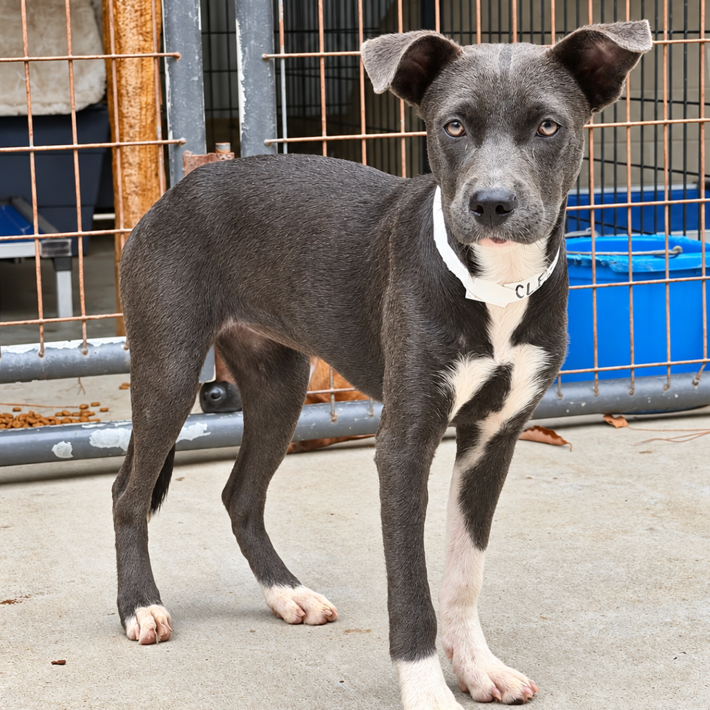 Cleo Hound/Terrier, Pit Bull Grey/White None