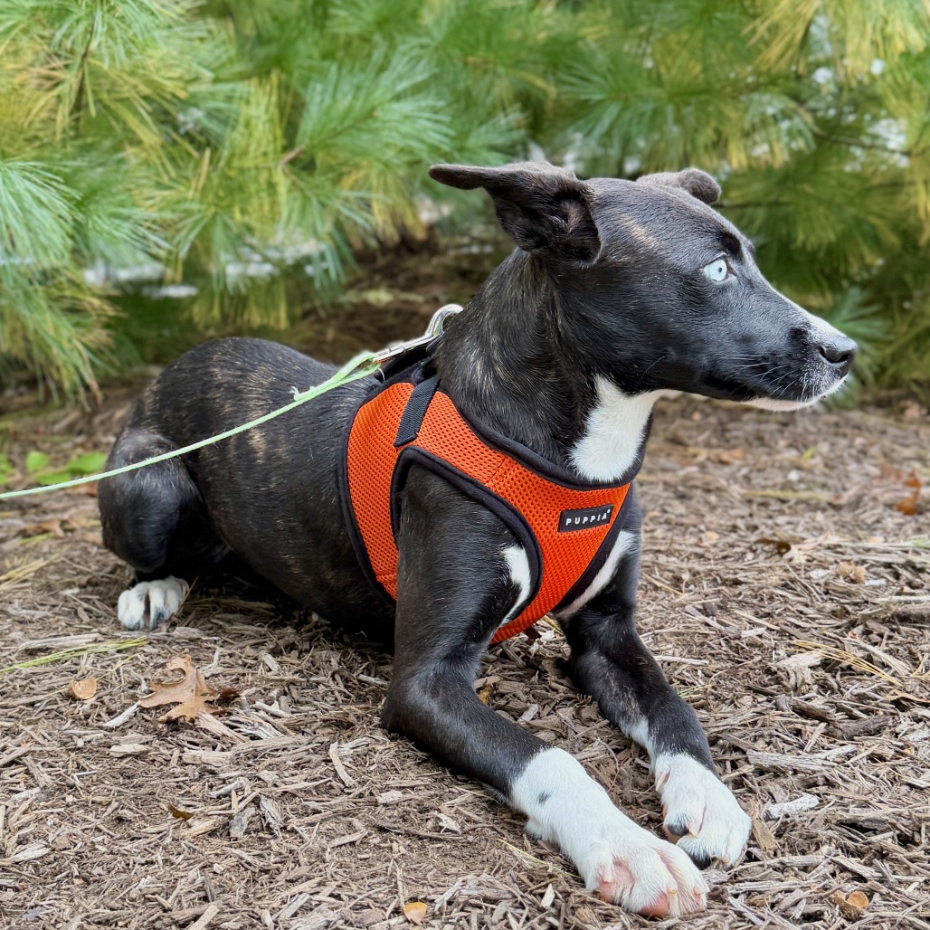 Molly Hound/Terrier, Pit Bull Black/Brindle None