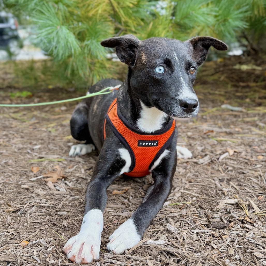 Molly Hound/Terrier, Pit Bull Black/Brindle None