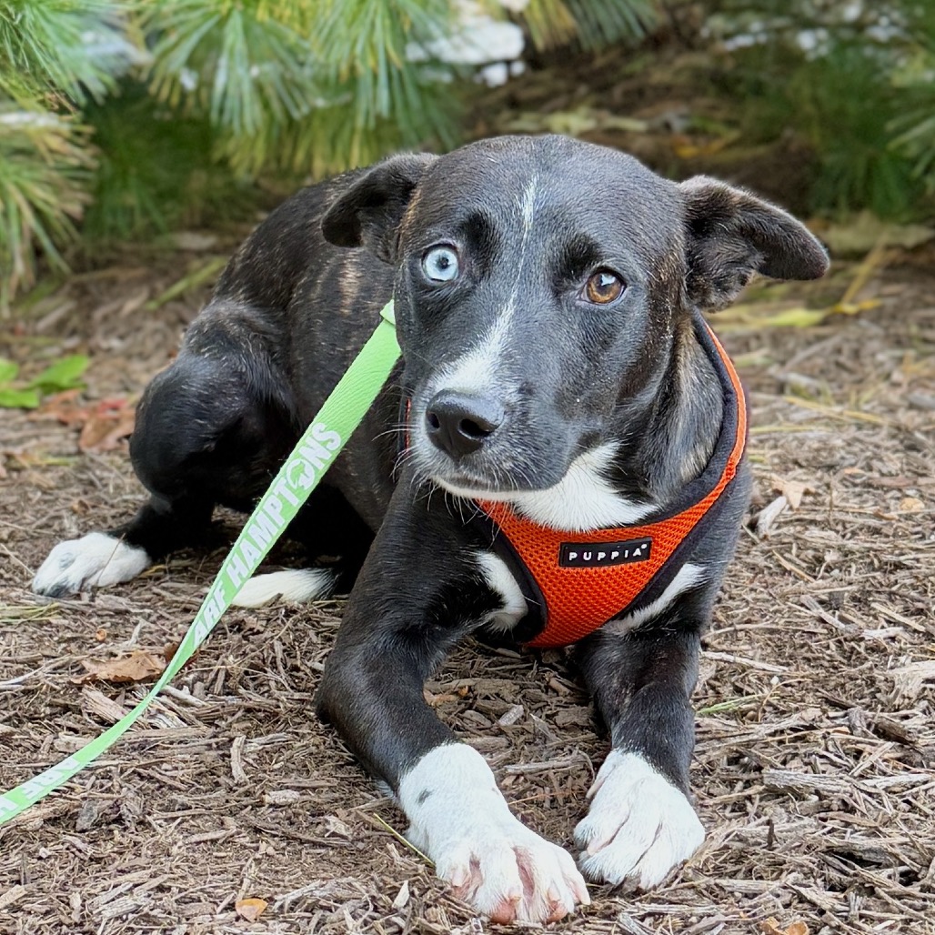 Molly Hound/Terrier, Pit Bull Black/Brindle None