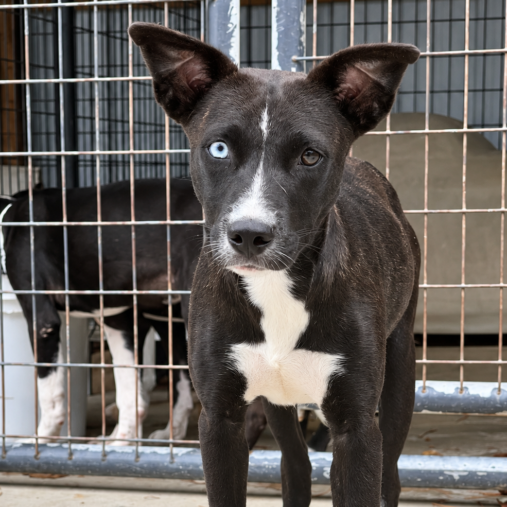 Molly Hound/Terrier, Pit Bull Black/Brindle None