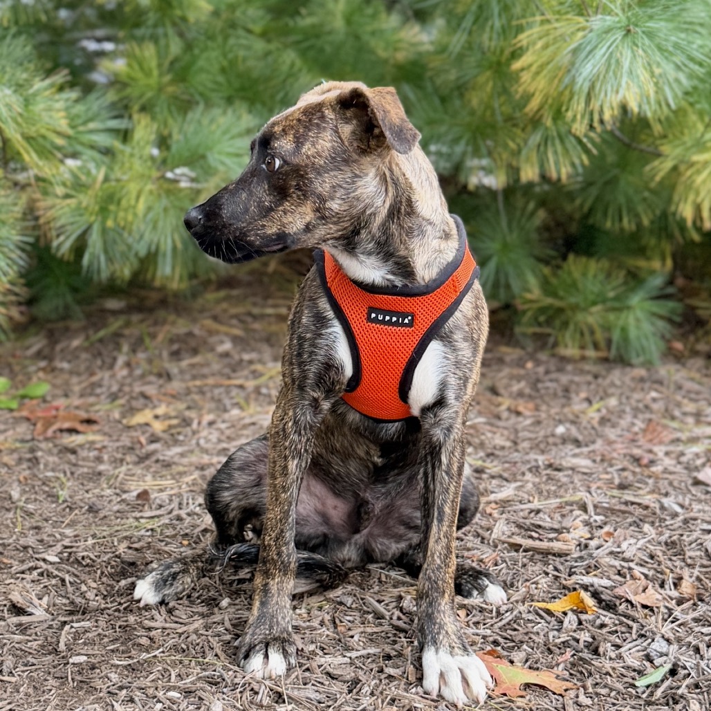 James Hound/Terrier, Pit Bull Brindle None