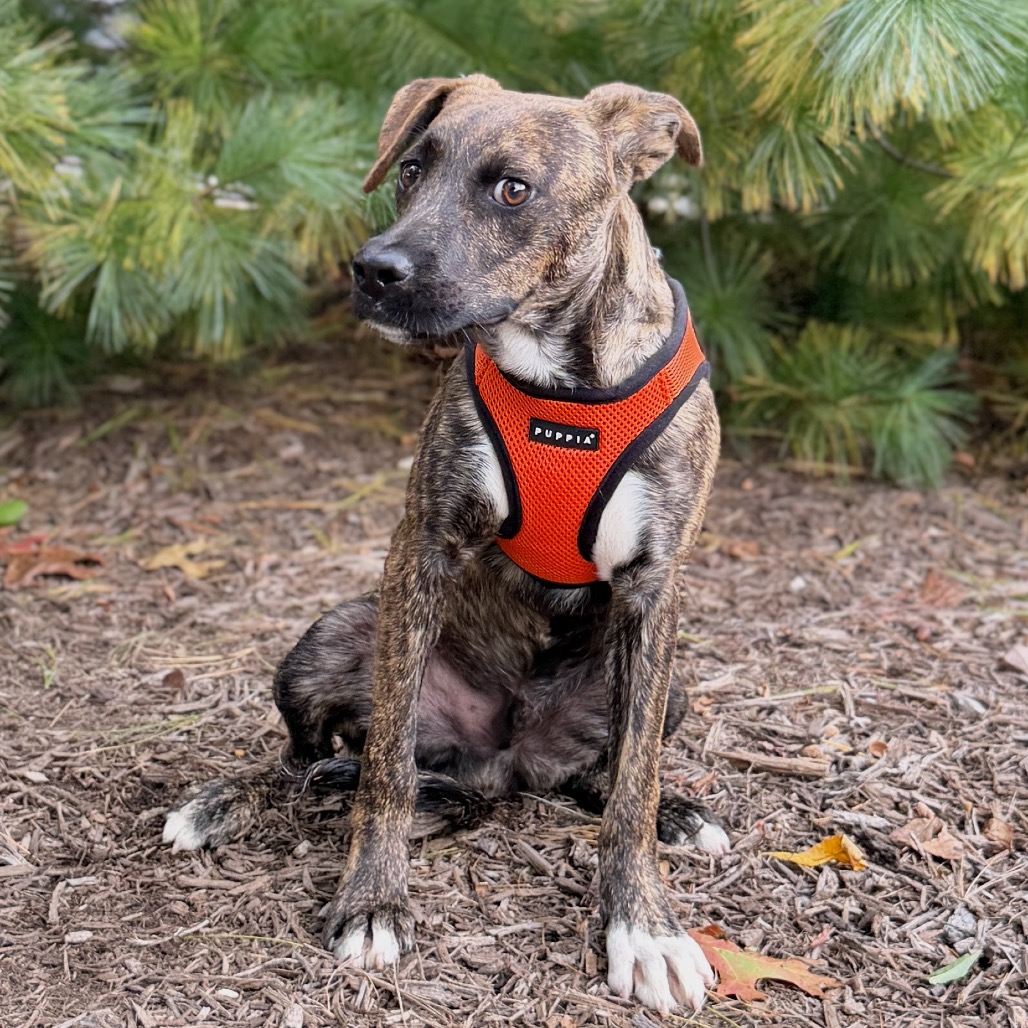 James Hound/Terrier, Pit Bull Brindle None