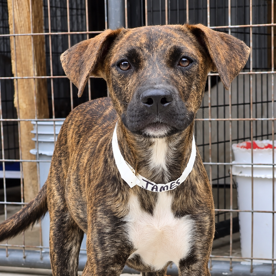 James Hound/Terrier, Pit Bull Brindle None
