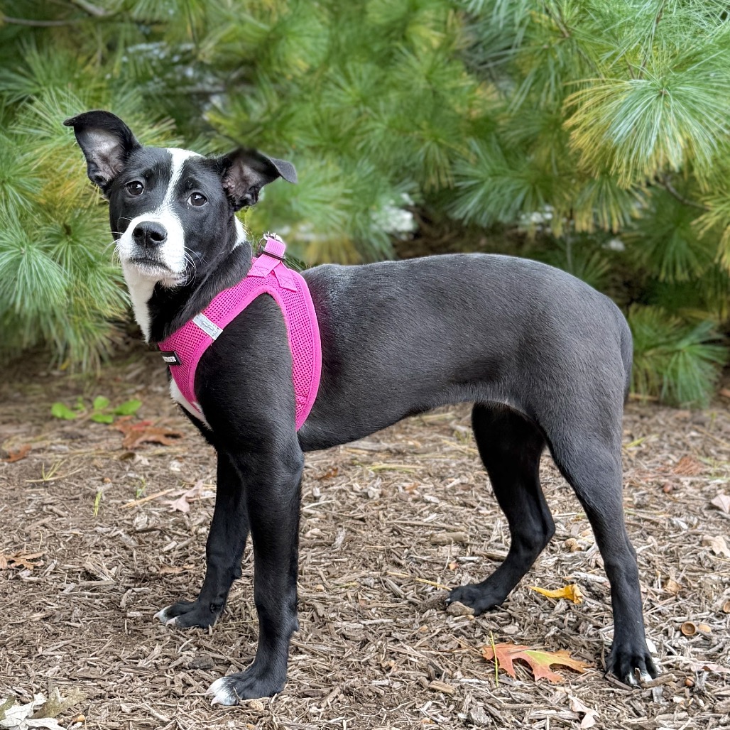 Eden Terrier/Mixed Breed (Medium) Black/White 