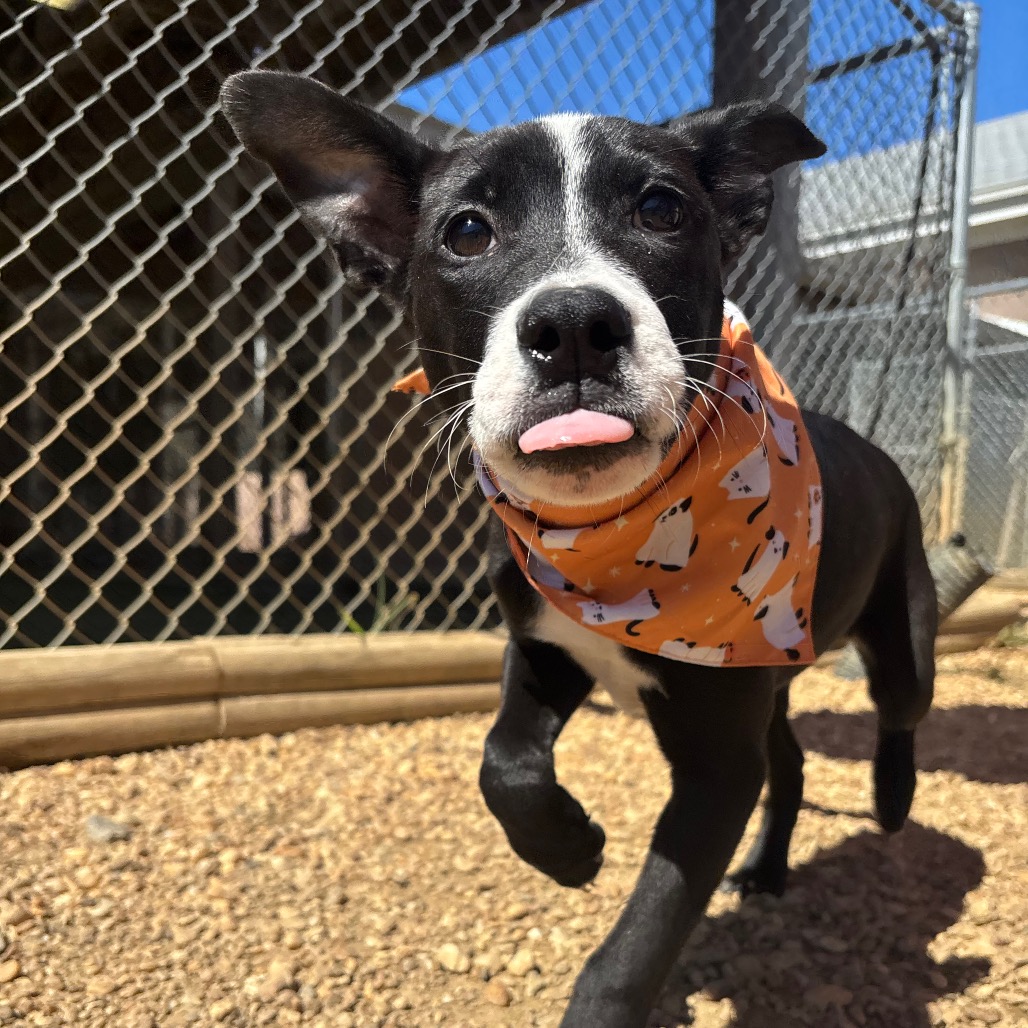 Eden Terrier/Mixed Breed (Medium) Black/White 