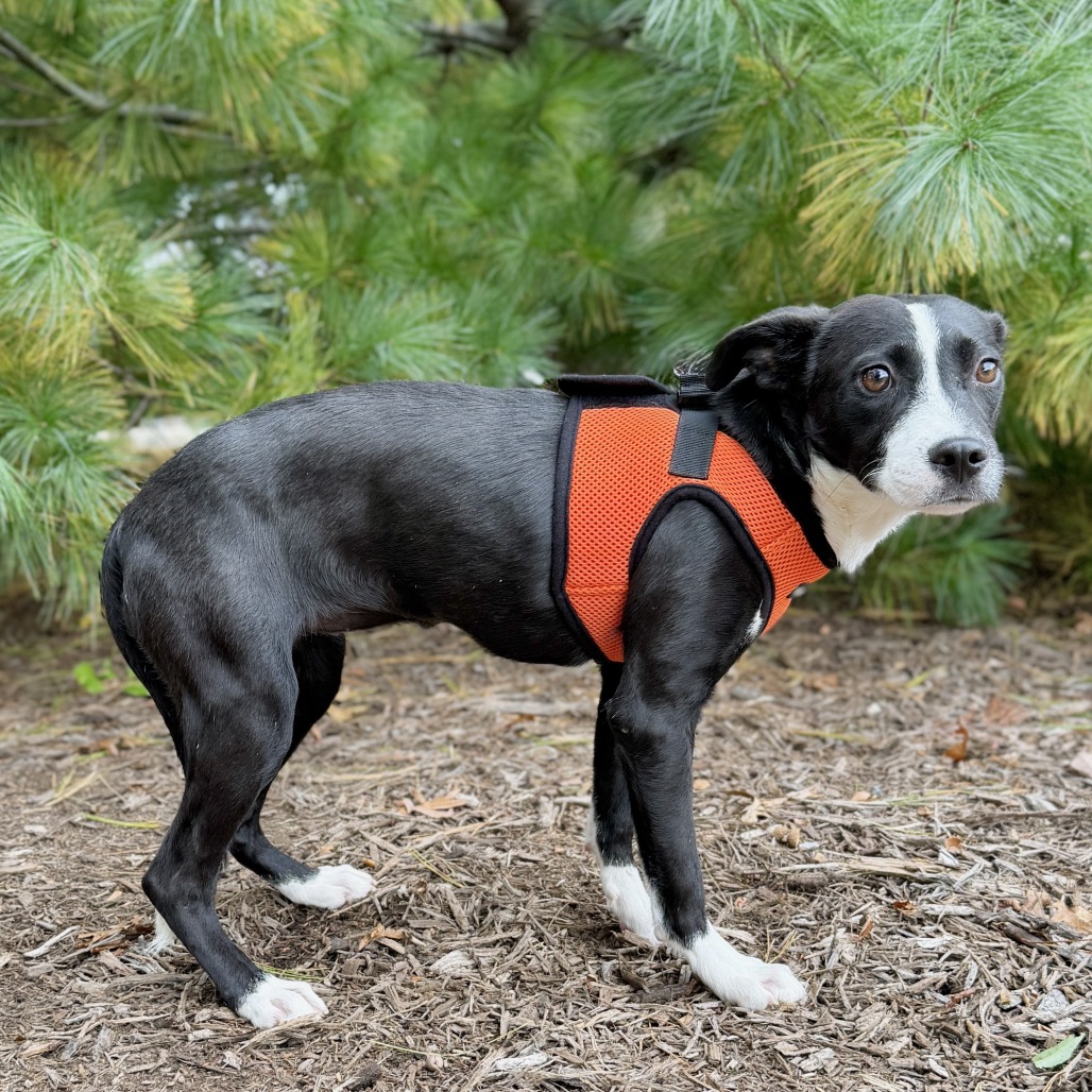 Faith Hound/Terrier, Pit Bull Black Bicolor