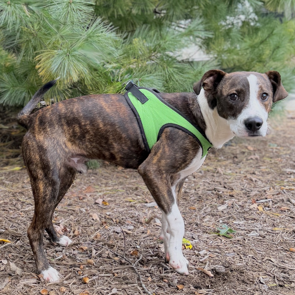 Winnie Hound, Plott/Mixed Breed (Medium) Brindle