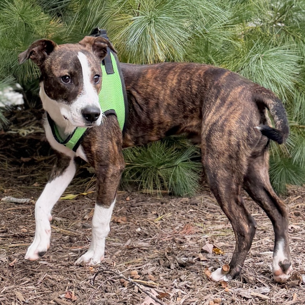 Winnie Hound, Plott/Mixed Breed (Medium) Brindle