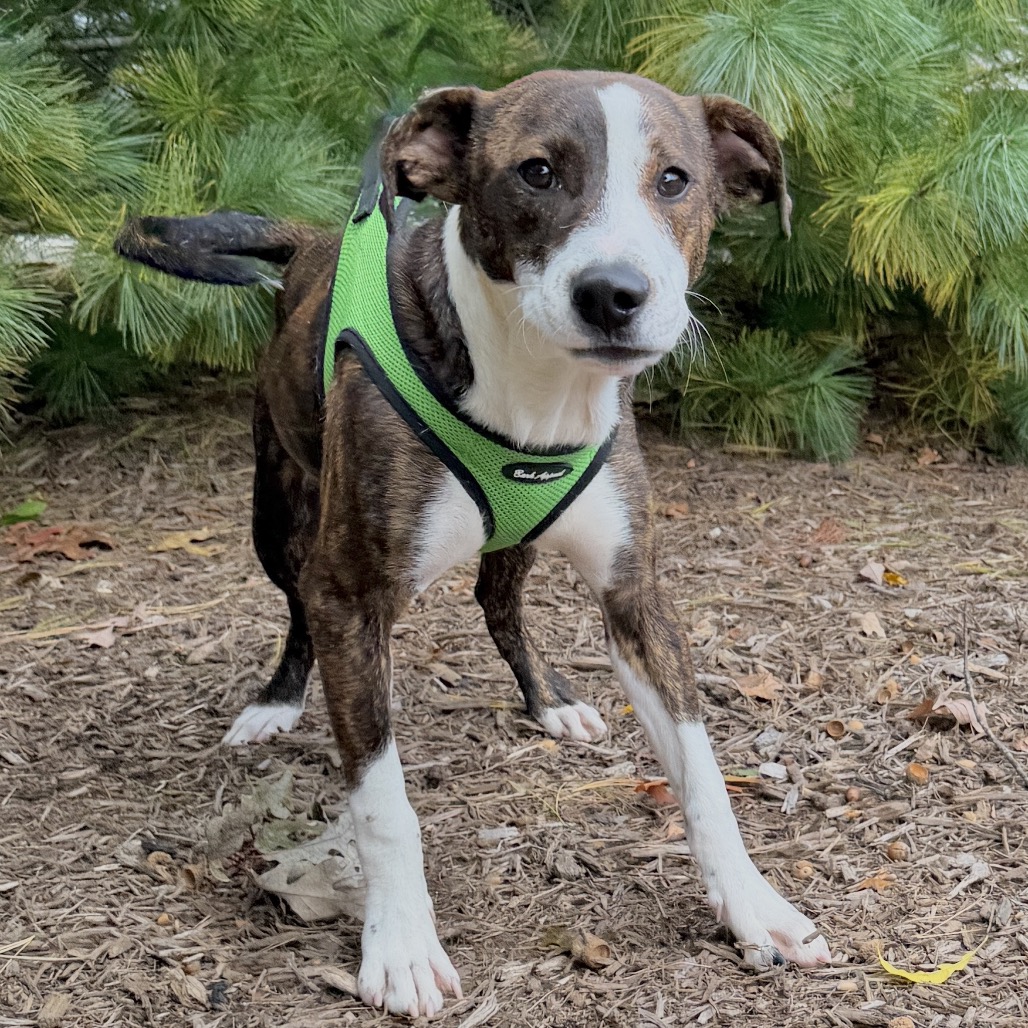 Winnie Hound, Plott/Mixed Breed (Medium) Brindle
