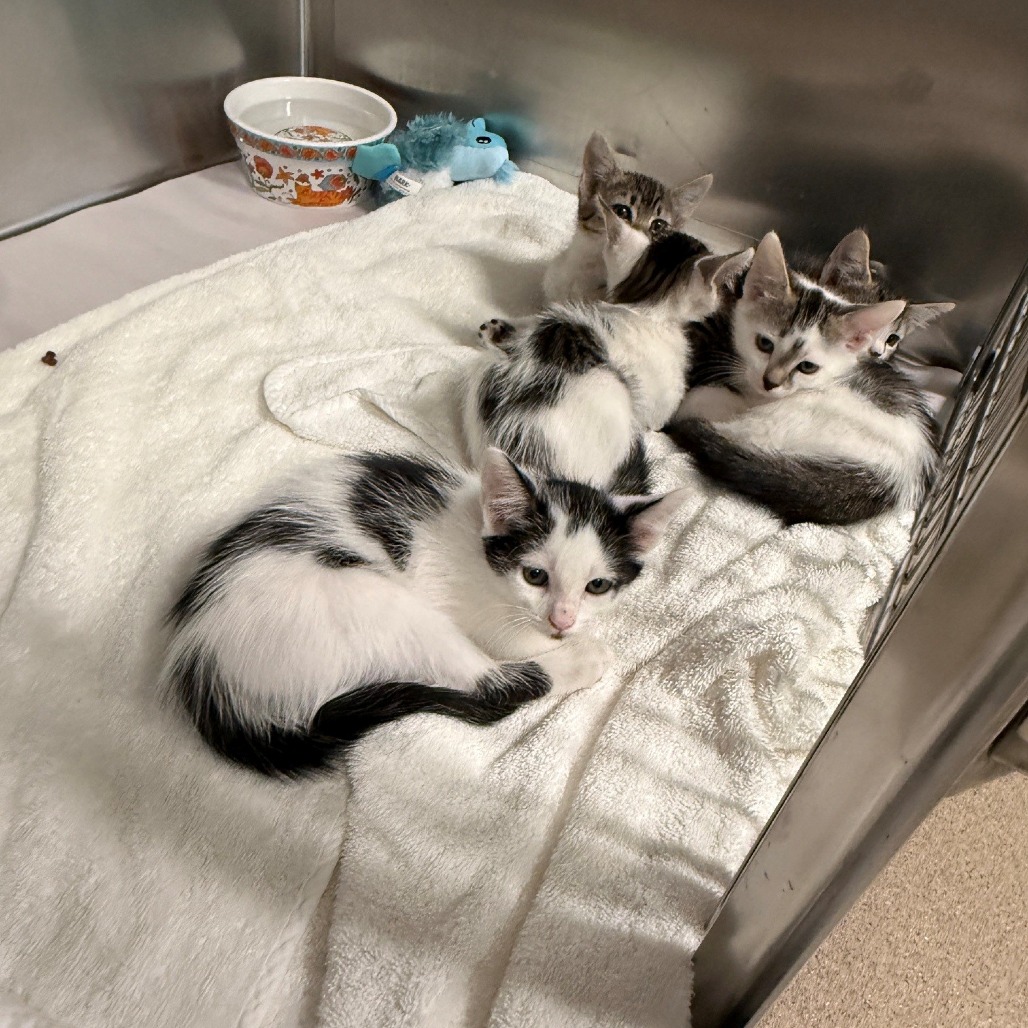 Marron Domestic Shorthair Black/White None