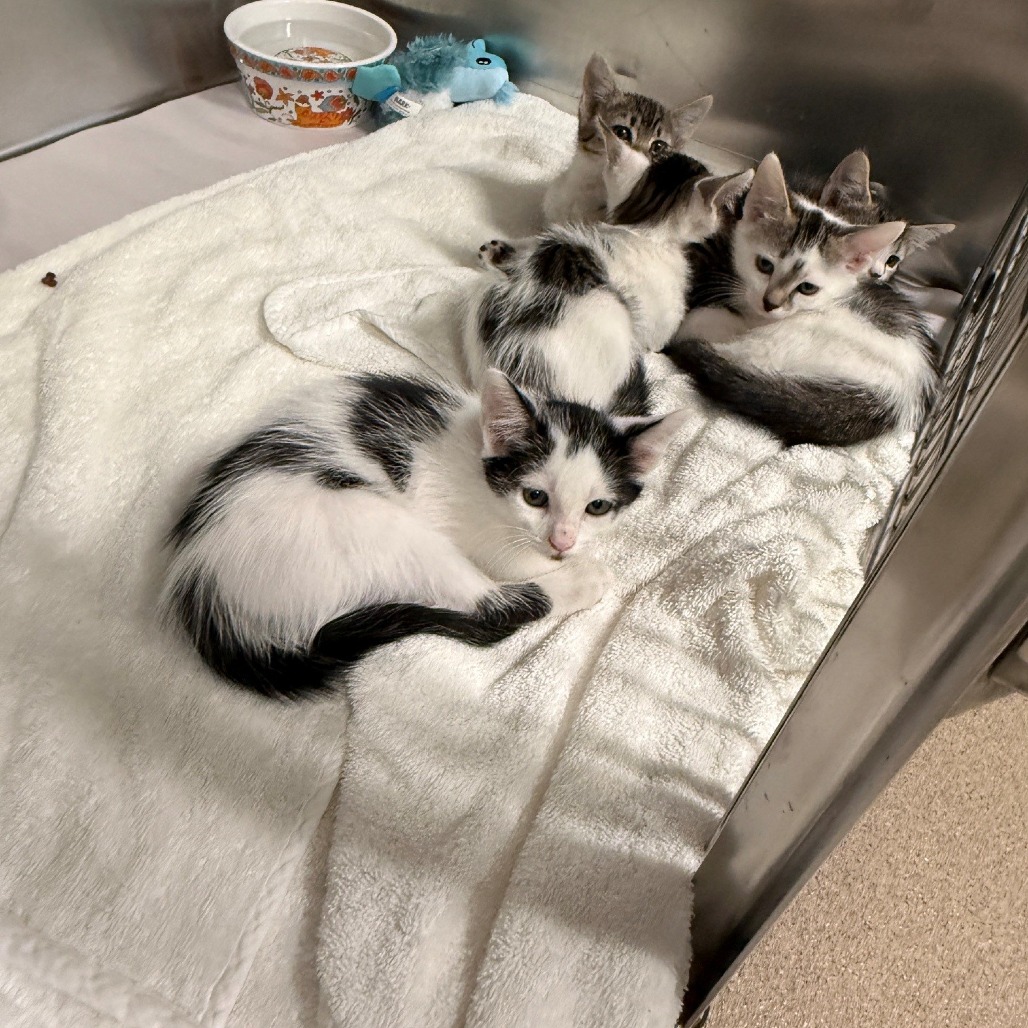 Videl Domestic Shorthair Grey/White None