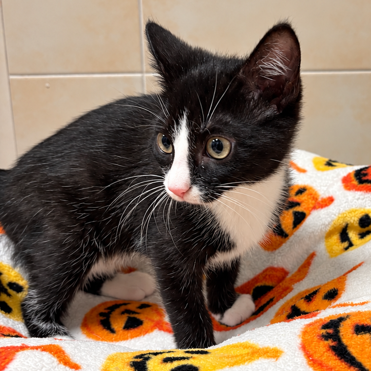 Andarna  Domestic Shorthair White/Black Tuxedo