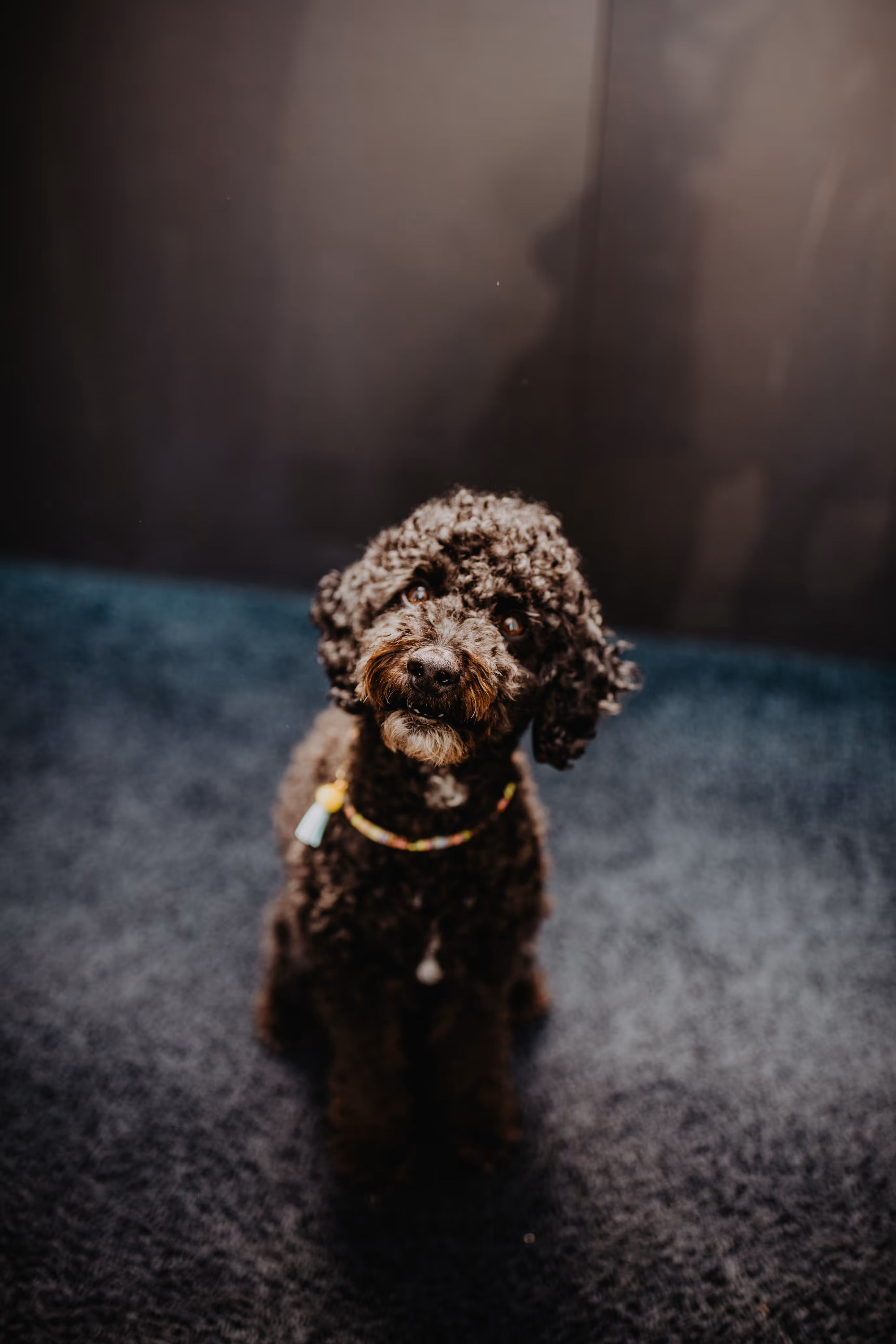 Kleiner schwarzer Hund mit braunen Gesichtspartien sitzt auf dunklem Teppich und schaut direkt in die Kamera.