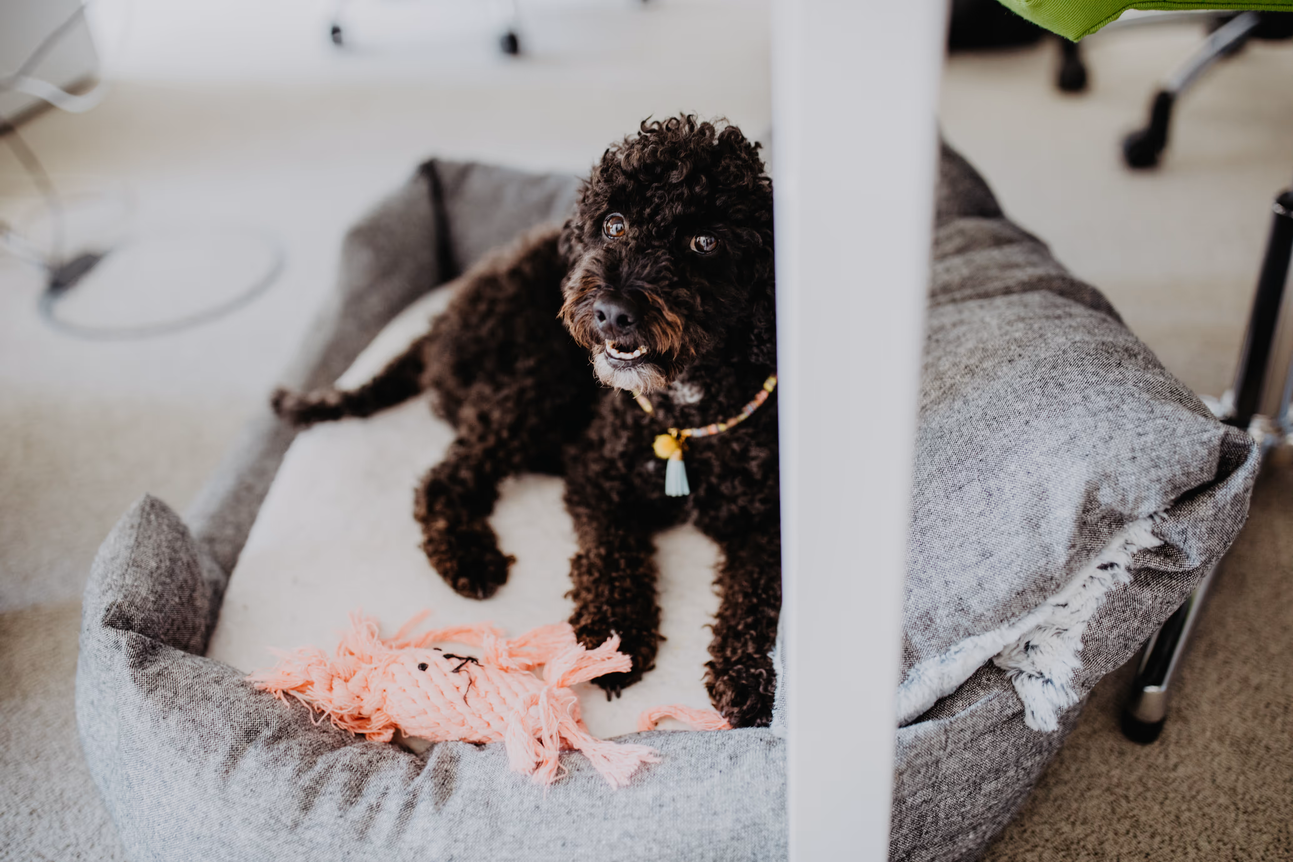 Schwarzer Hund liegt auf grauem Hundebett mit rosa Kuscheltier unter einem weißen Tisch.