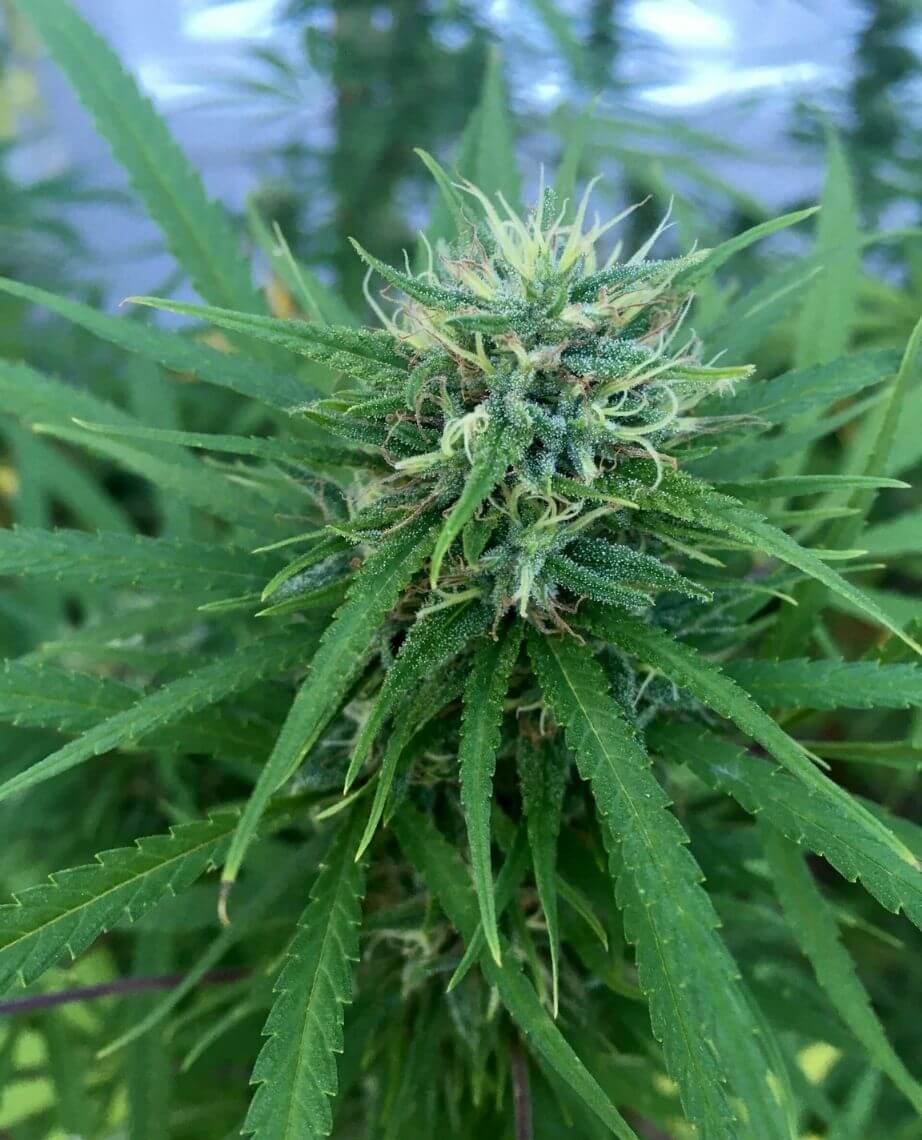 Lemon OG Haze