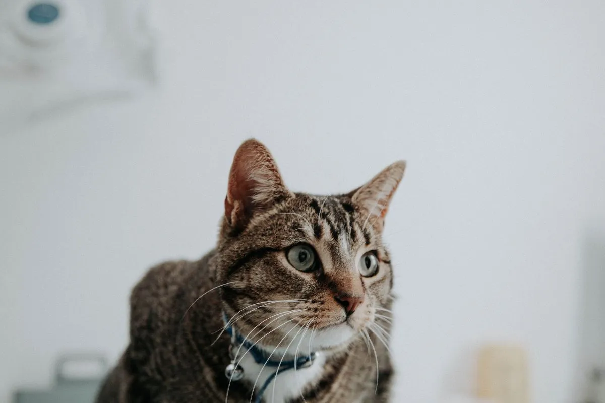 Cat in the vets