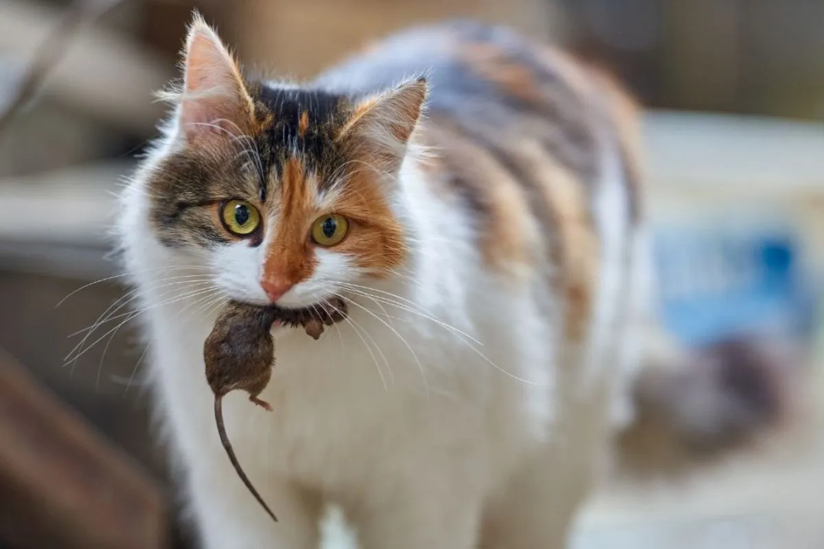 Cat with mouse in mouth