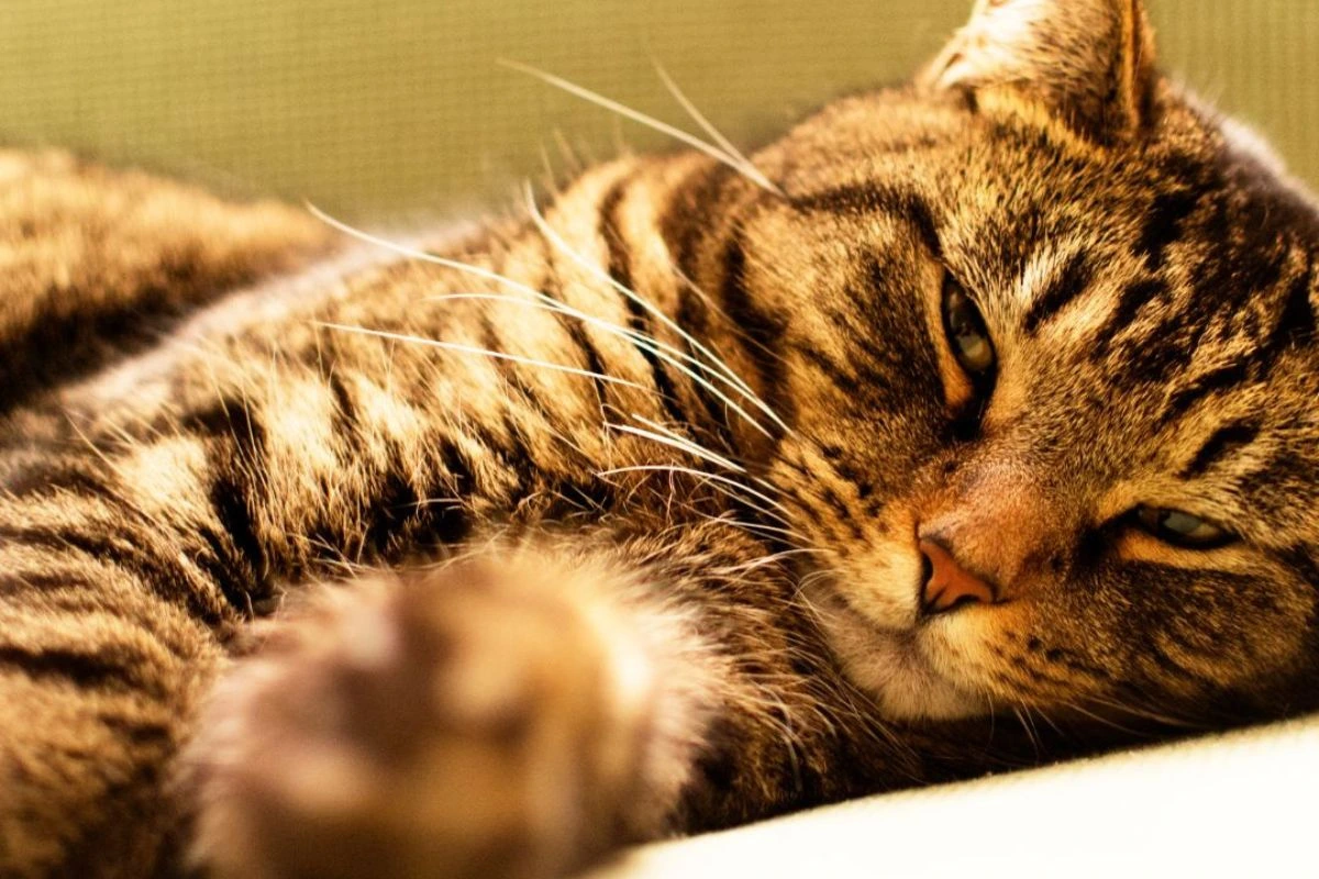 Tired cat laying down