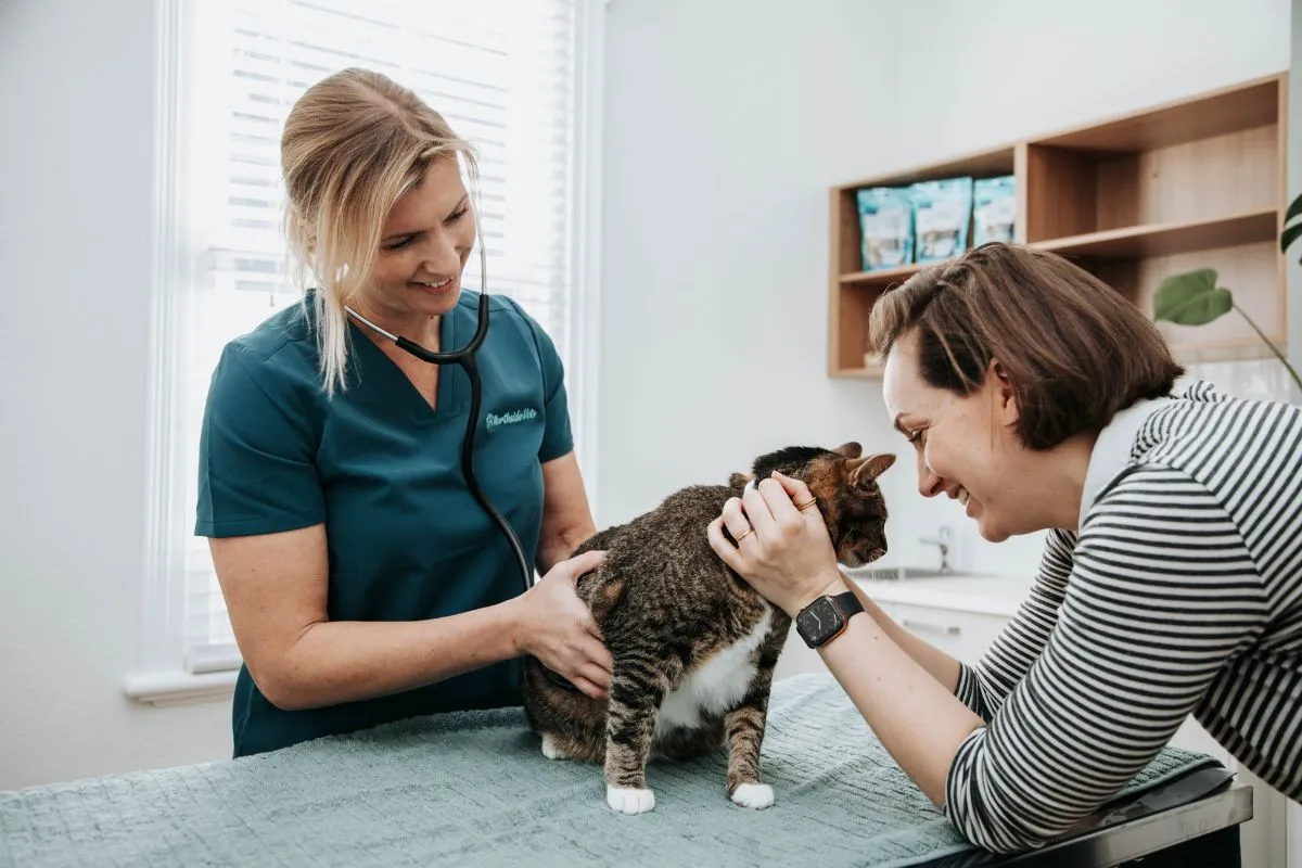 Cat being seen by a vet