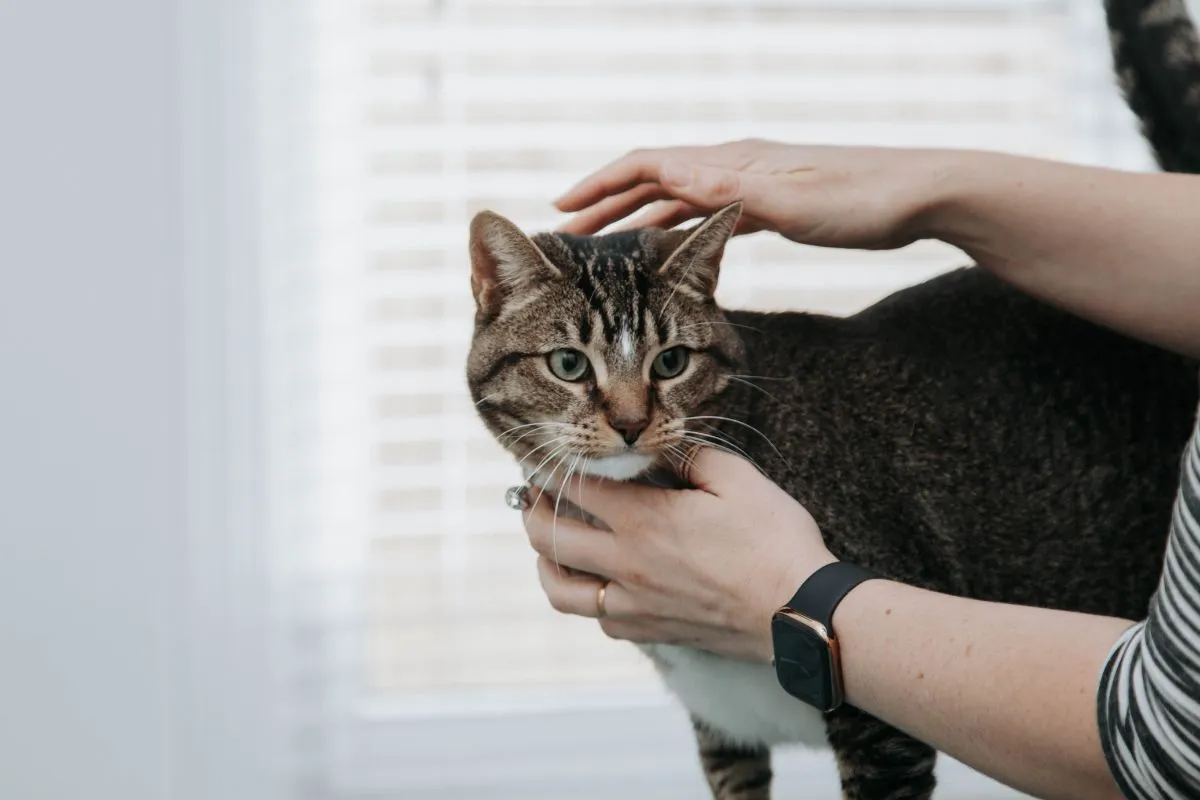 Cat having a check up