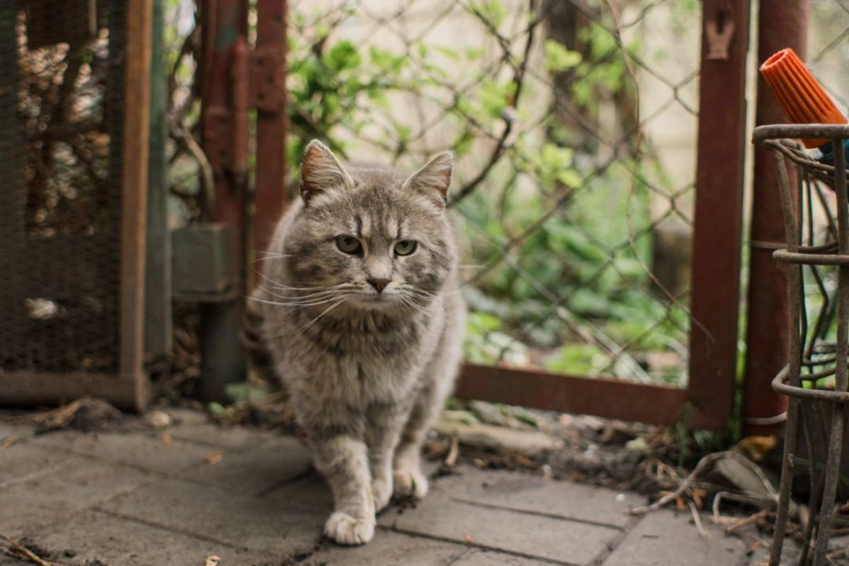 Cat walking in outbuilding