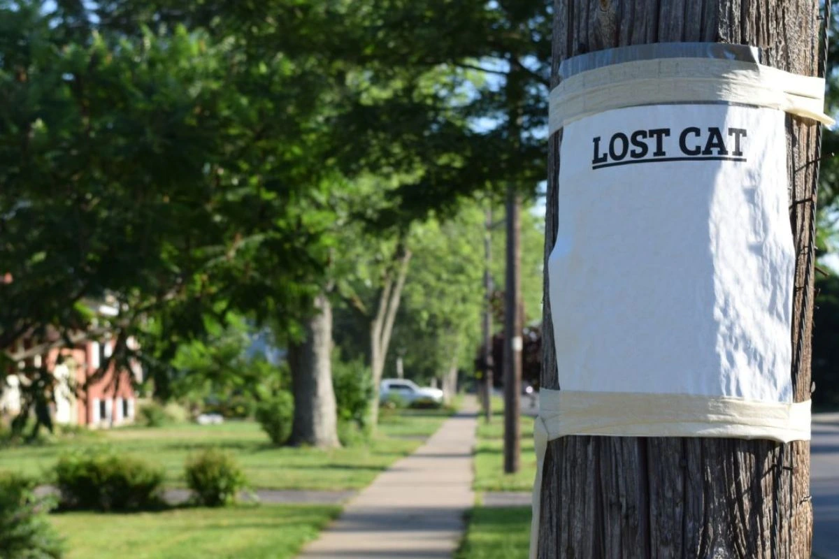 Lost cat poster