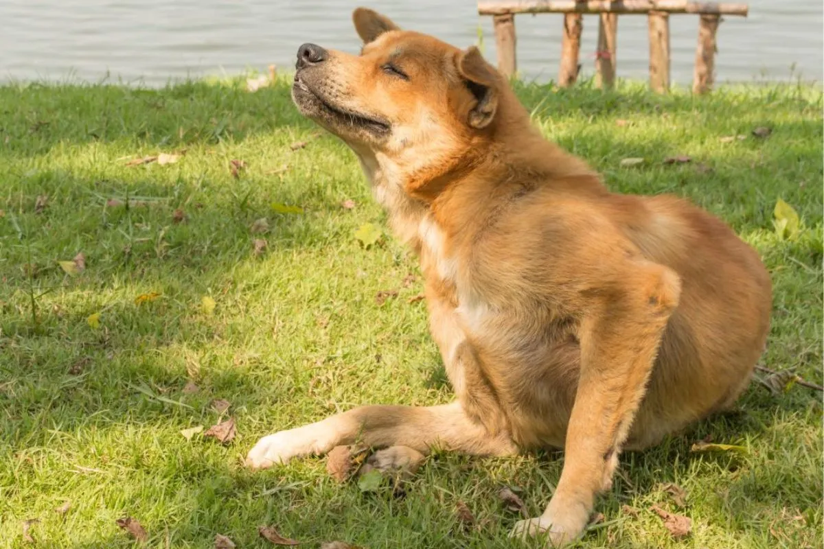 Dog itching on grass