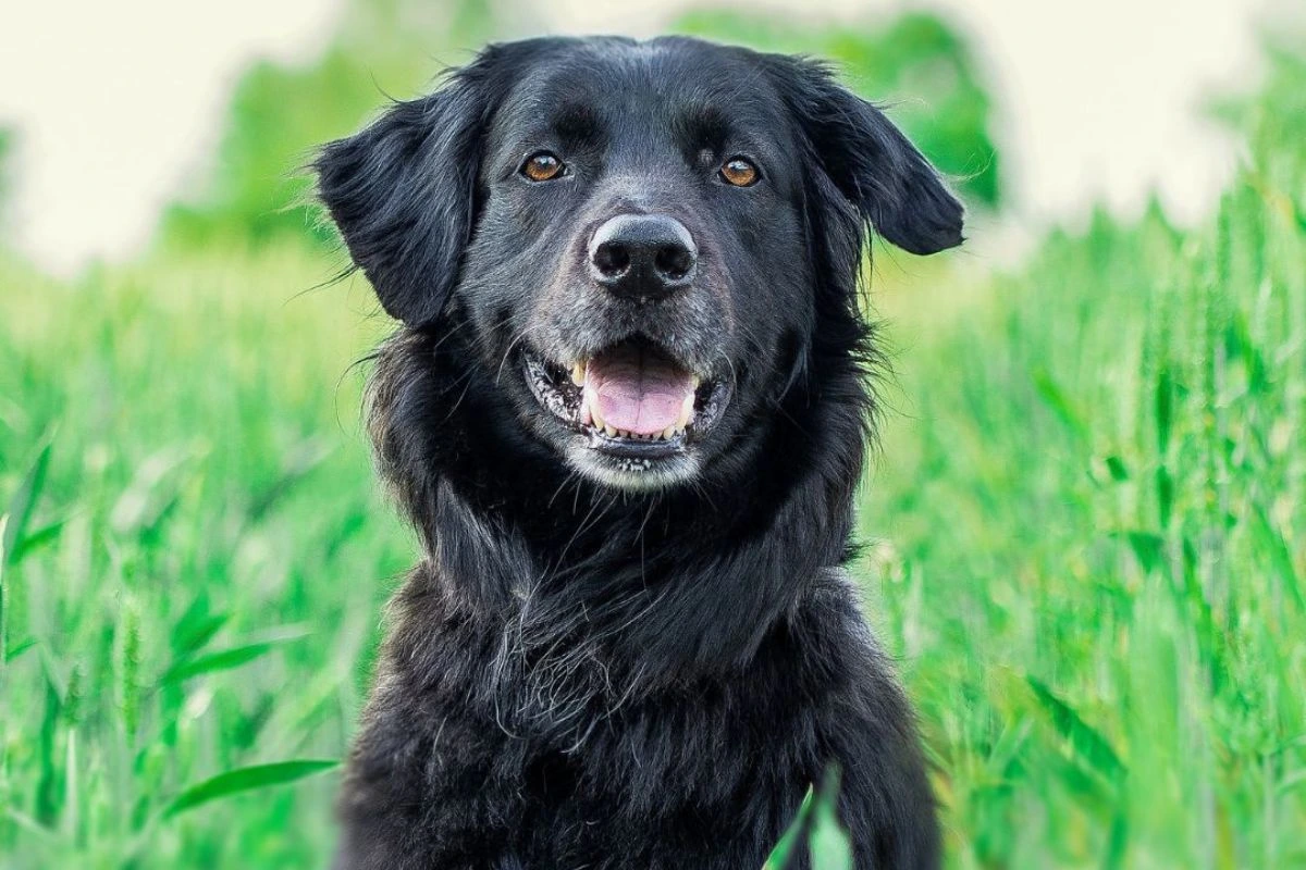 Dog sat in long grass
