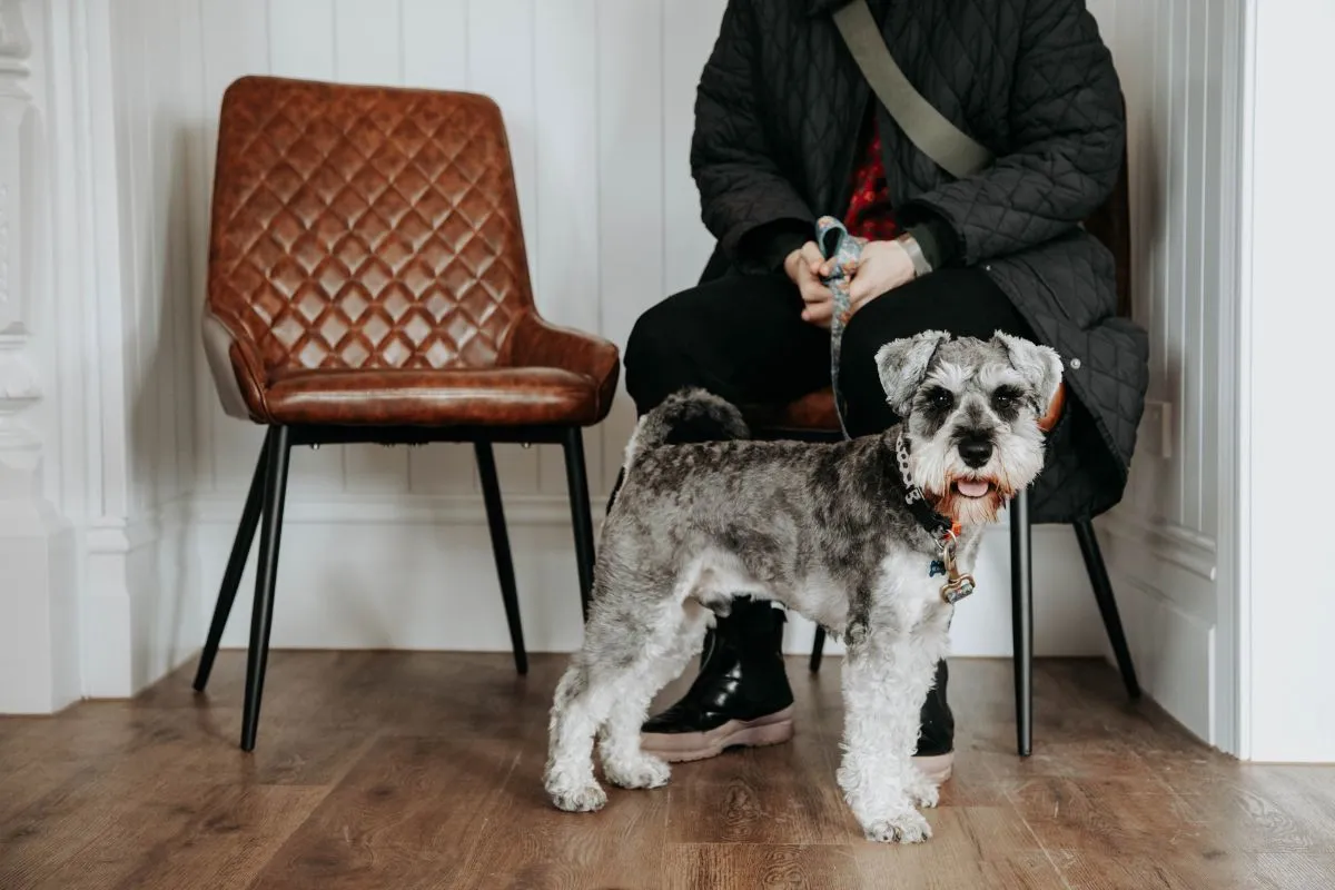 Dog and owner in waiting room